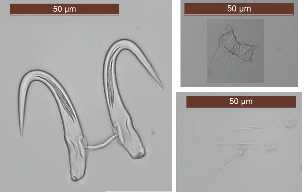 Flatormer: Gyrodactylus flesi.