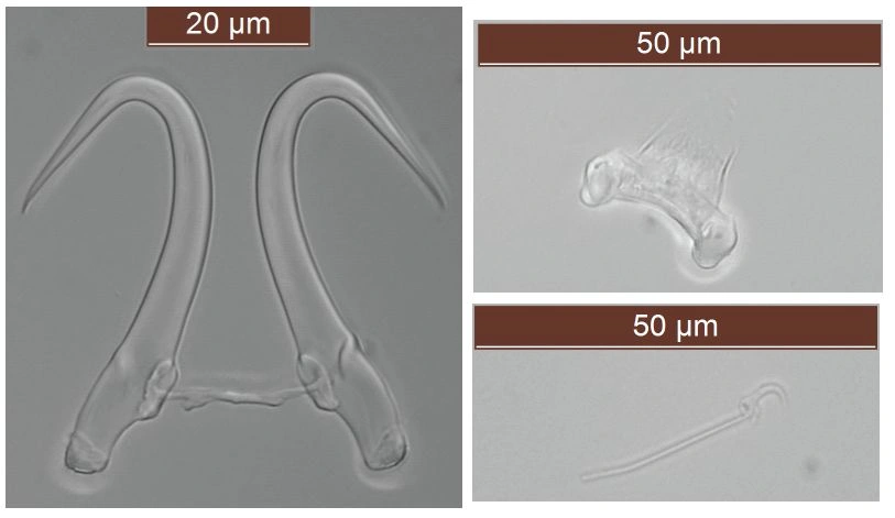 Flatormer: Gyrodactylus osmeri.