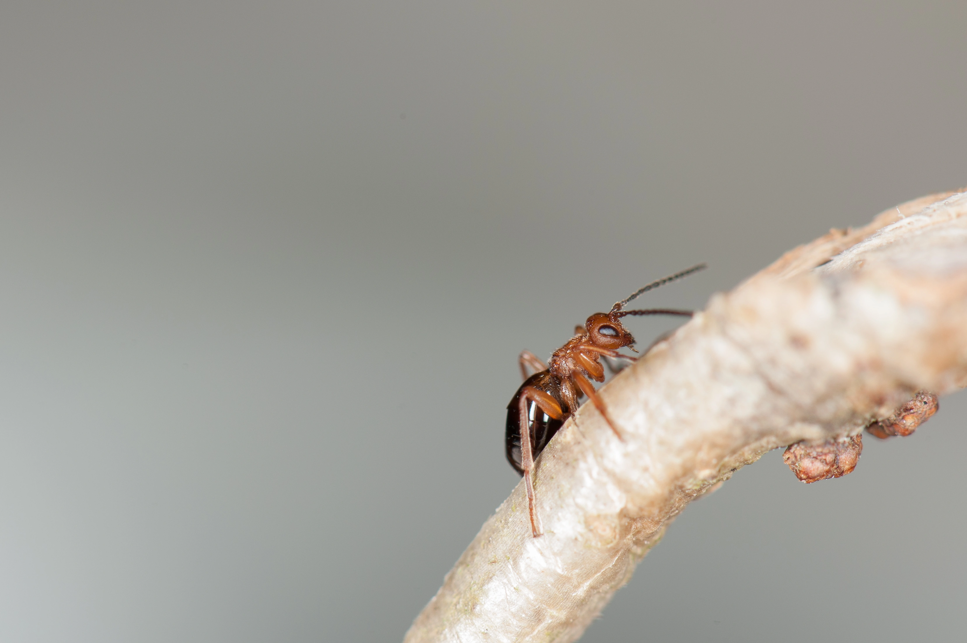 Gallvepser: Biorhiza pallida.