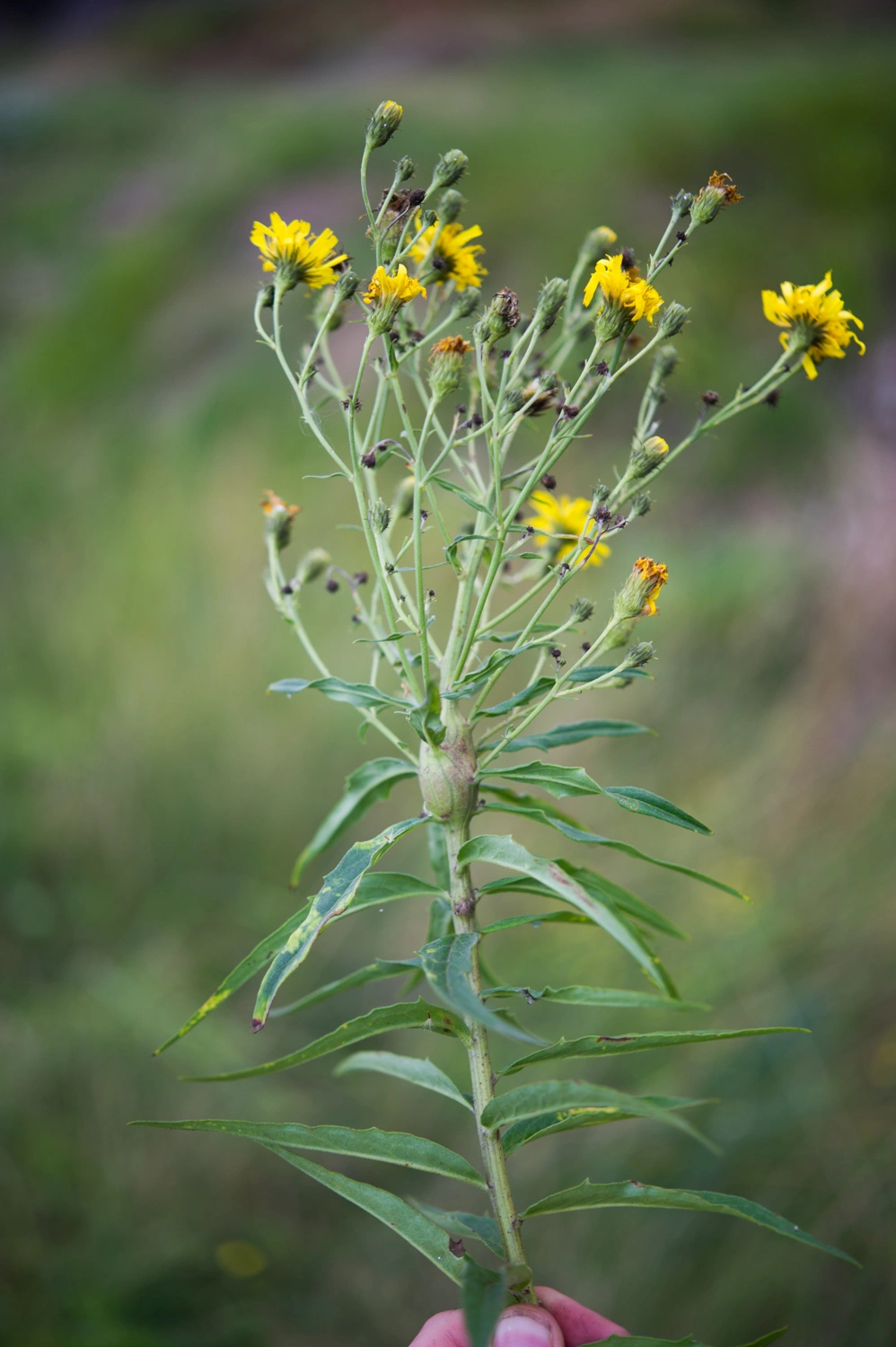 Gallvepser: Aulacidea hieracii.