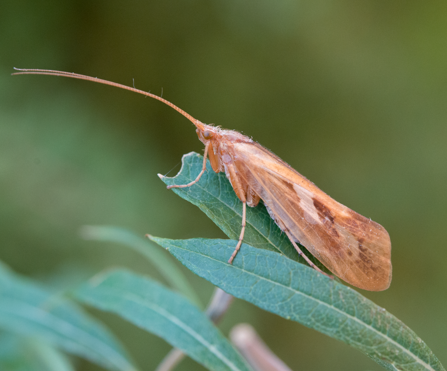 Vårfluer: Limnephilus rhombicus.