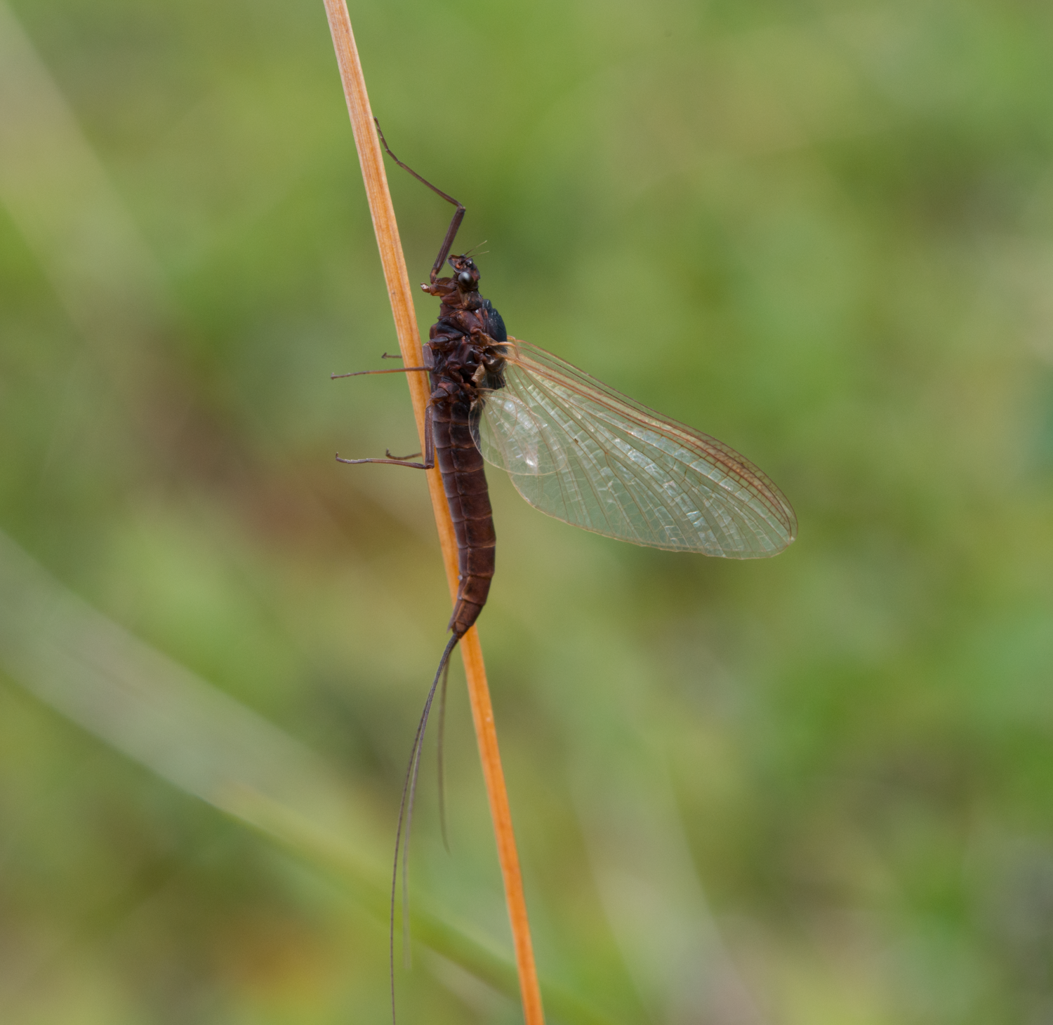 Døgnfluer: Leptophlebiidae.