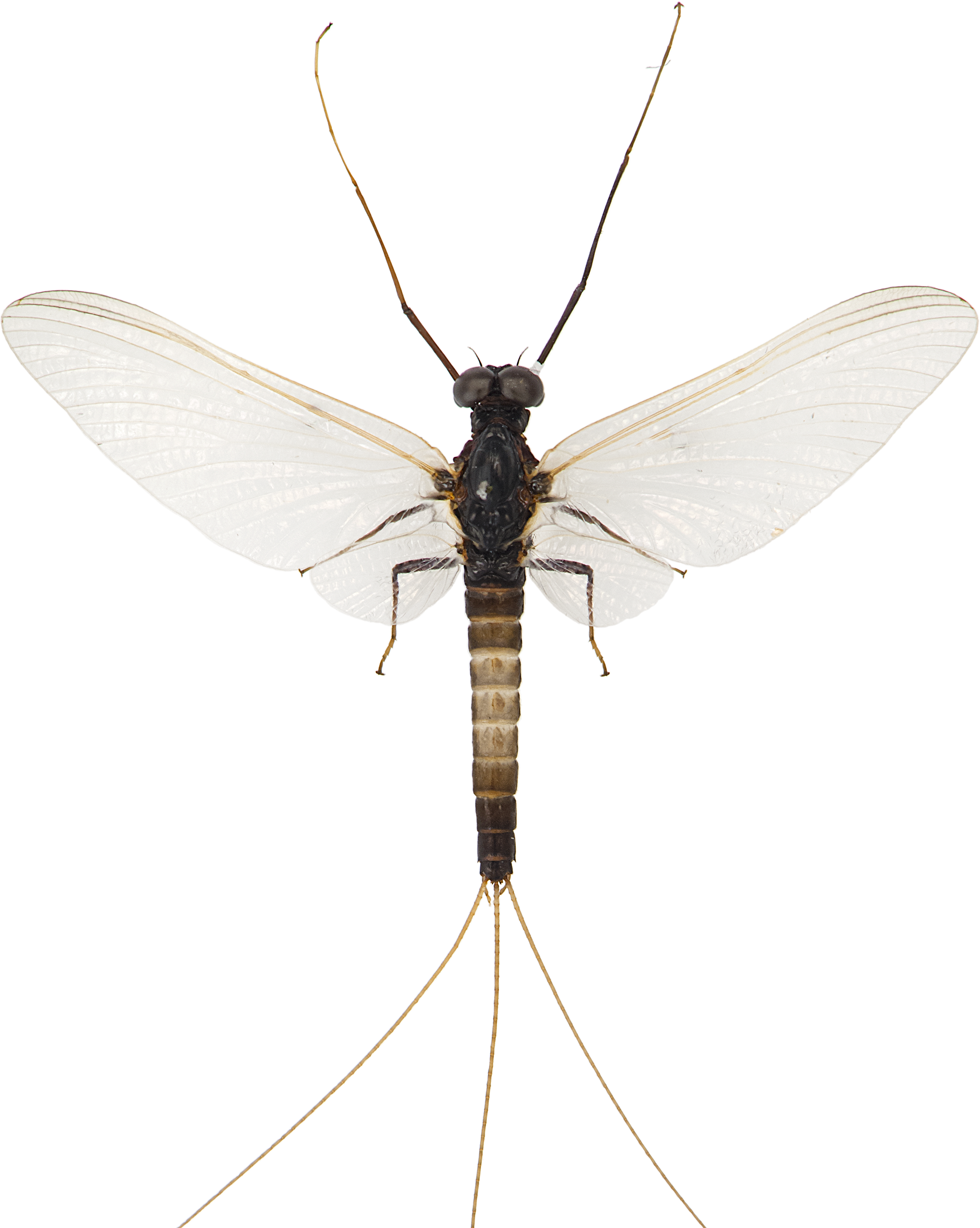 Døgnfluer: Leptophlebiidae.